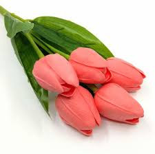 5-agu-lazac-tulipan