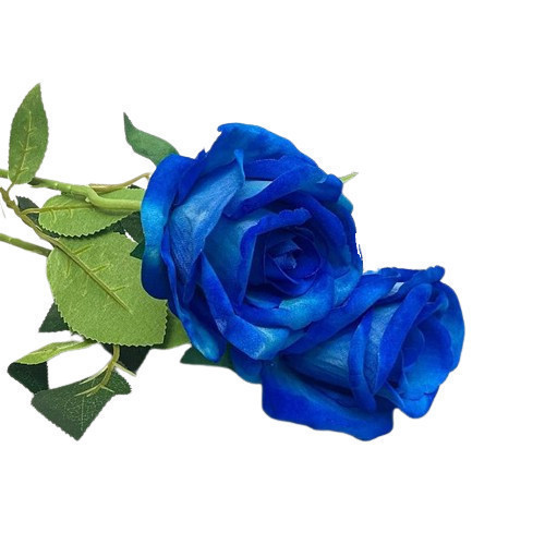 Szép bársony tapintású kék rózsa