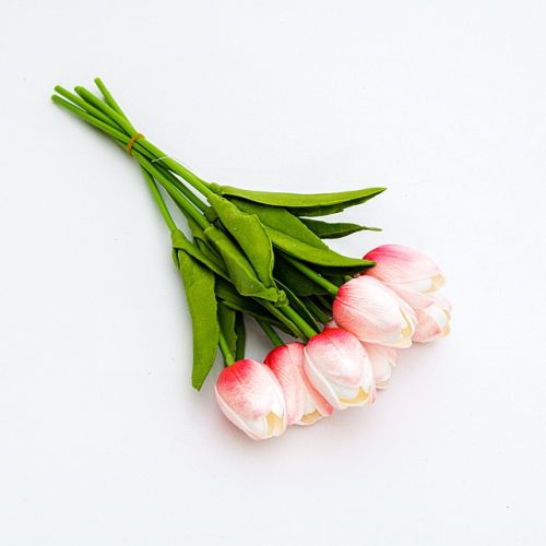 Élénk magenta cirmos tulipán